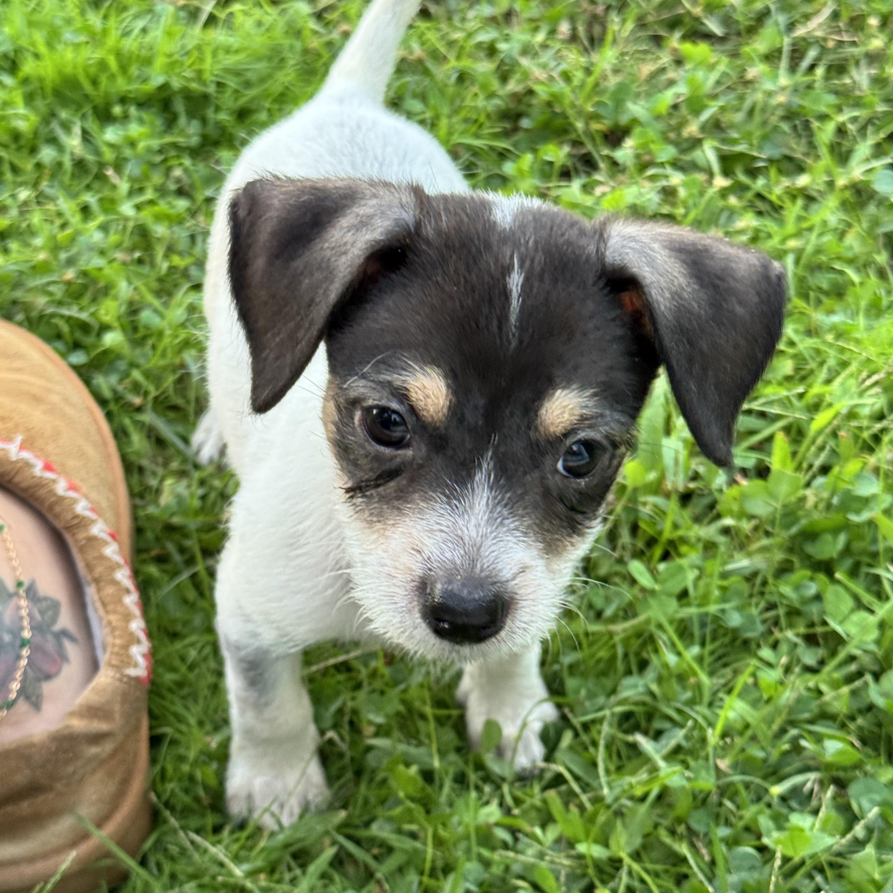 Enlarge Spooky, a Adoptable mixed breed in Gainesville, VA image 2/6