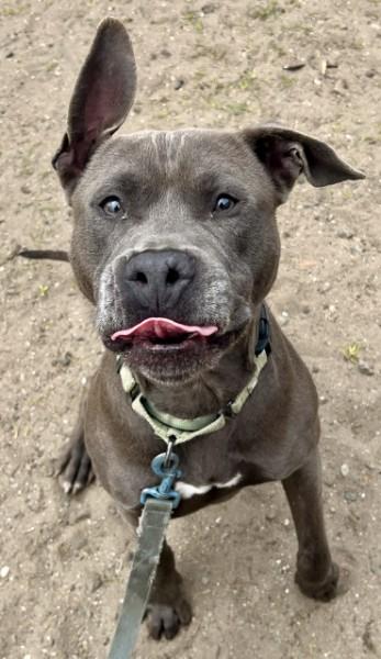 Brownie, Adoptable, Adult Male Pit Bull Terrier & Mixed Breed.