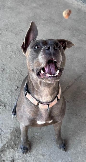 Enlarge Brownie, a Adoptable mixed breed in Savannah, GA image 1/3