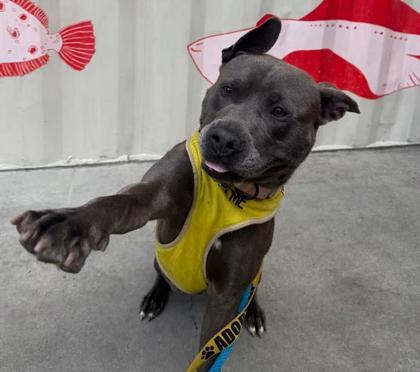 Enlarge Brownie, a Adoptable mixed breed in Savannah, GA image 2/3