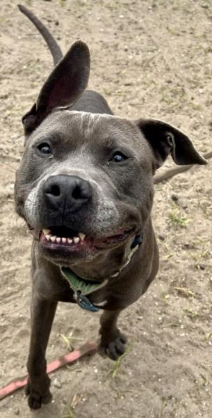 Brownie, a Adoptable mixed breed in Savannah, GA image 3/3