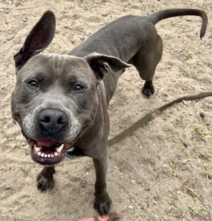 Enlarge Brownie, a Adoptable mixed breed in Savannah, GA image 3/3