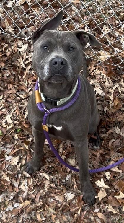 Enlarge Brownie, a Adoptable mixed breed in Savannah, GA image 1/1