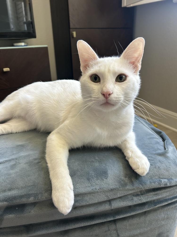 Sir Wellington, a Adoptable mixed breed in Austin, TX image 1/4