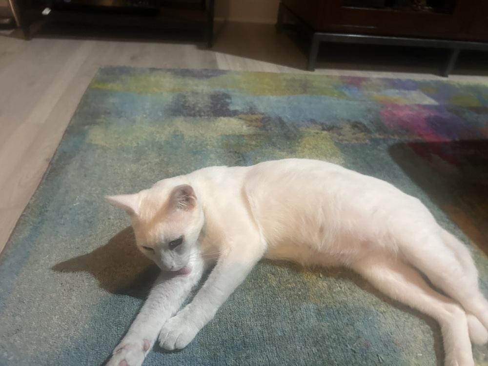 Sir Wellington, a Adoptable mixed breed in Austin, TX image 2/4