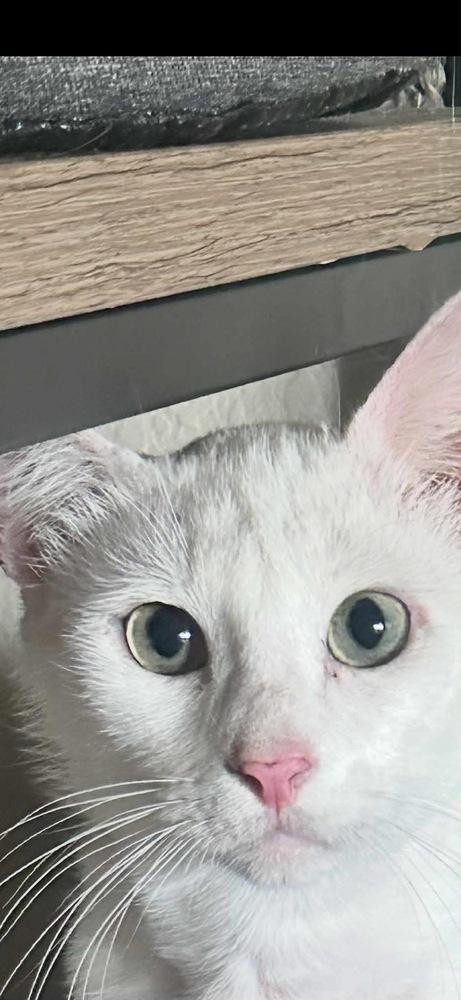 Sir Wellington, a Adoptable mixed breed in Austin, TX image 3/4