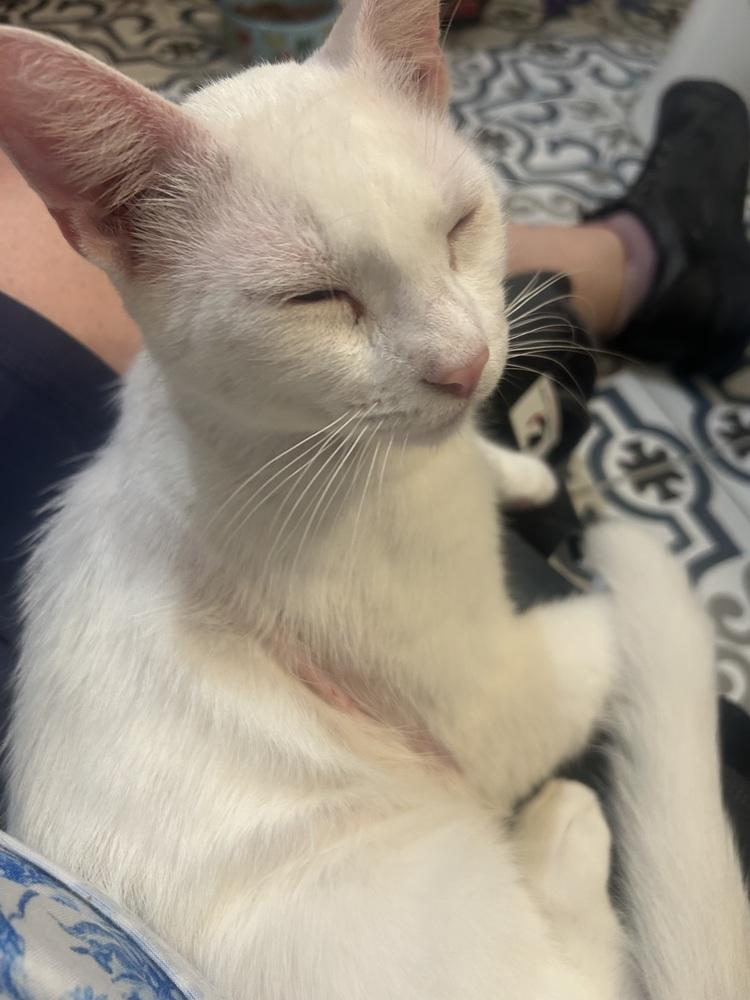 Sir Wellington, a Adoptable mixed breed in Austin, TX image 4/4