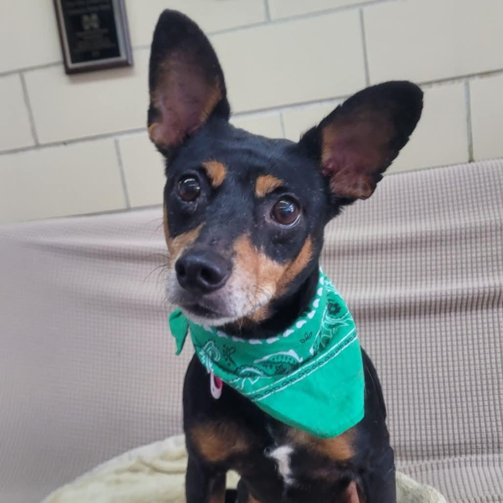 Enlarge Callan in NH. Come Meet our Adoptable Dogs Wednesday-Saturday. More info in Bio, an adoptable mixed breed in Manchester, NH image 1/1