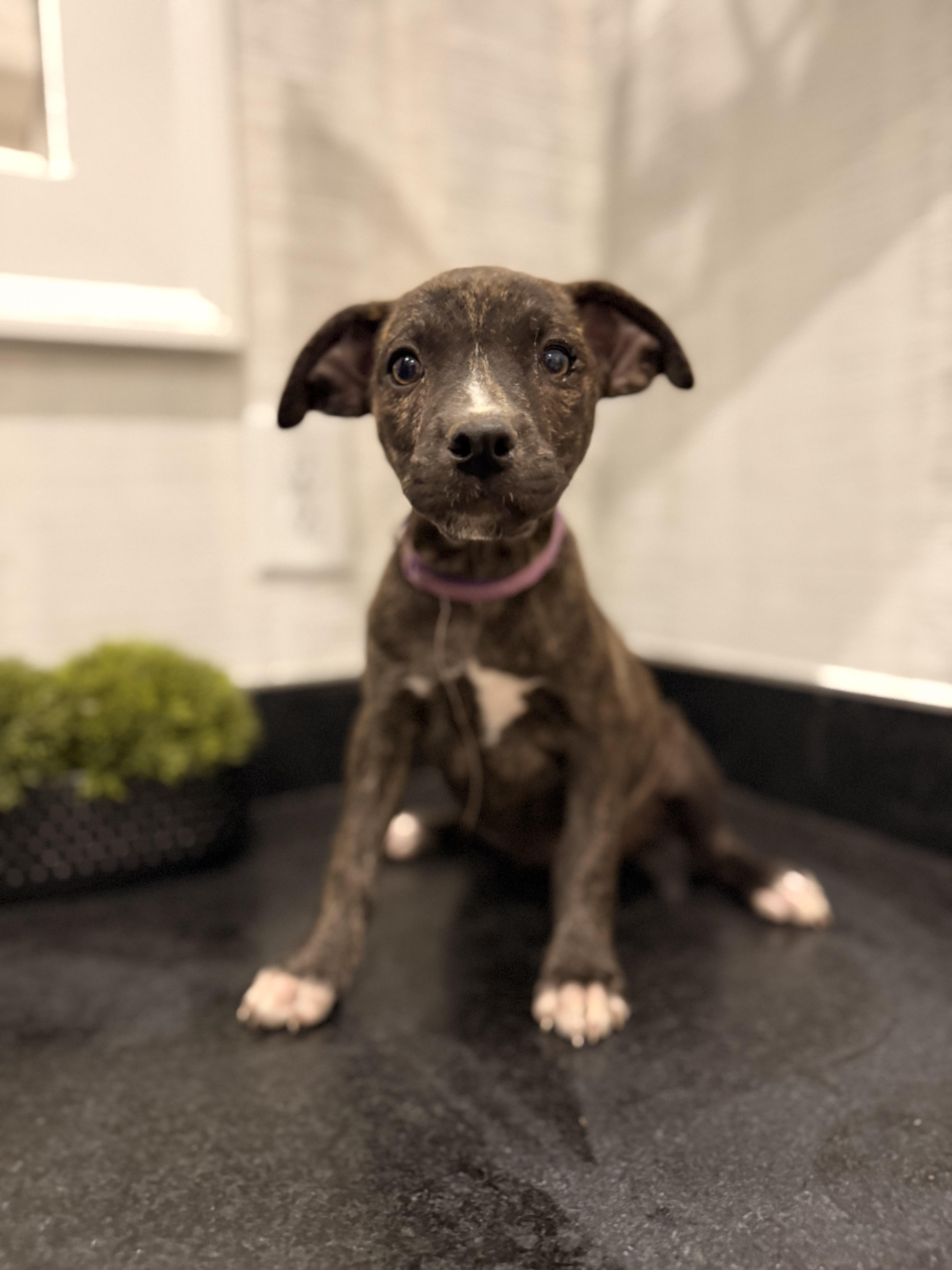 Mainie (McMinnville St. pup)