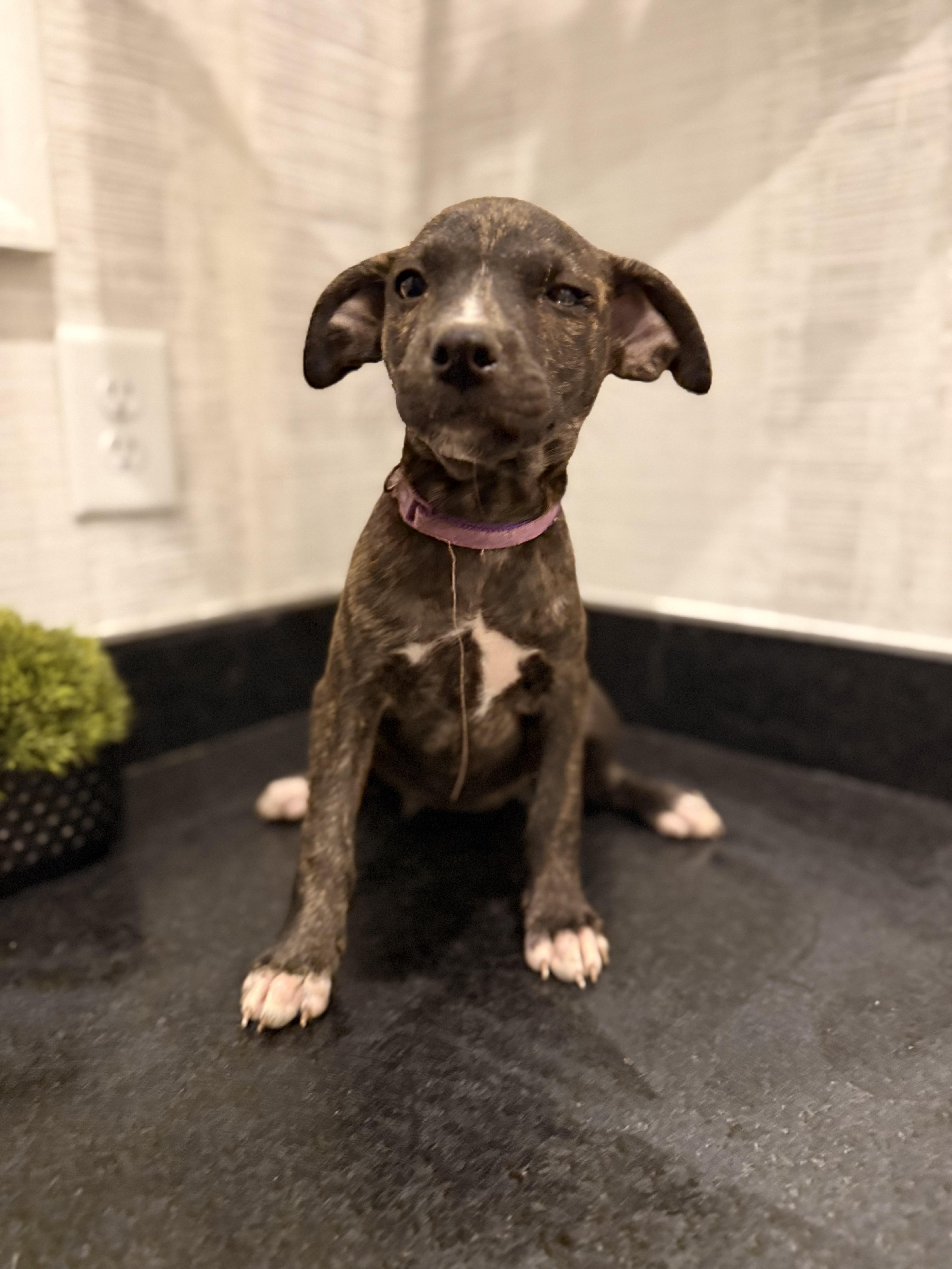 Mainie (McMinnville St. pup), an adoptable mixed breed in Mount Juliet, TN image 2/6