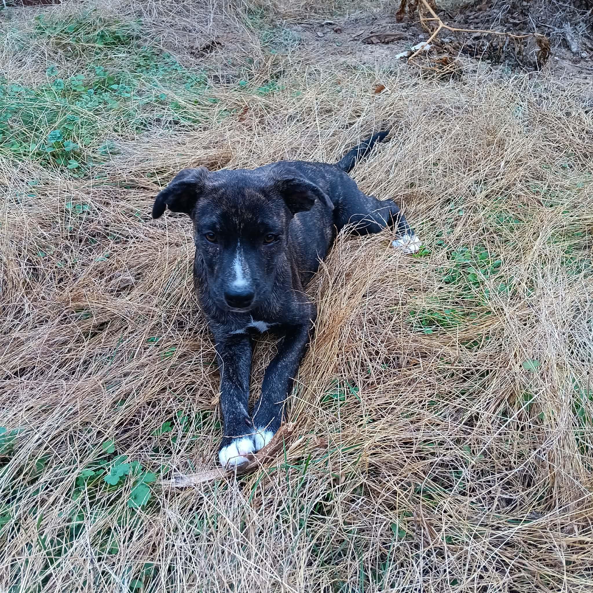 Mainie (McMinnville St. pup), an adoptable mixed breed in Mount Juliet, TN image 3/6