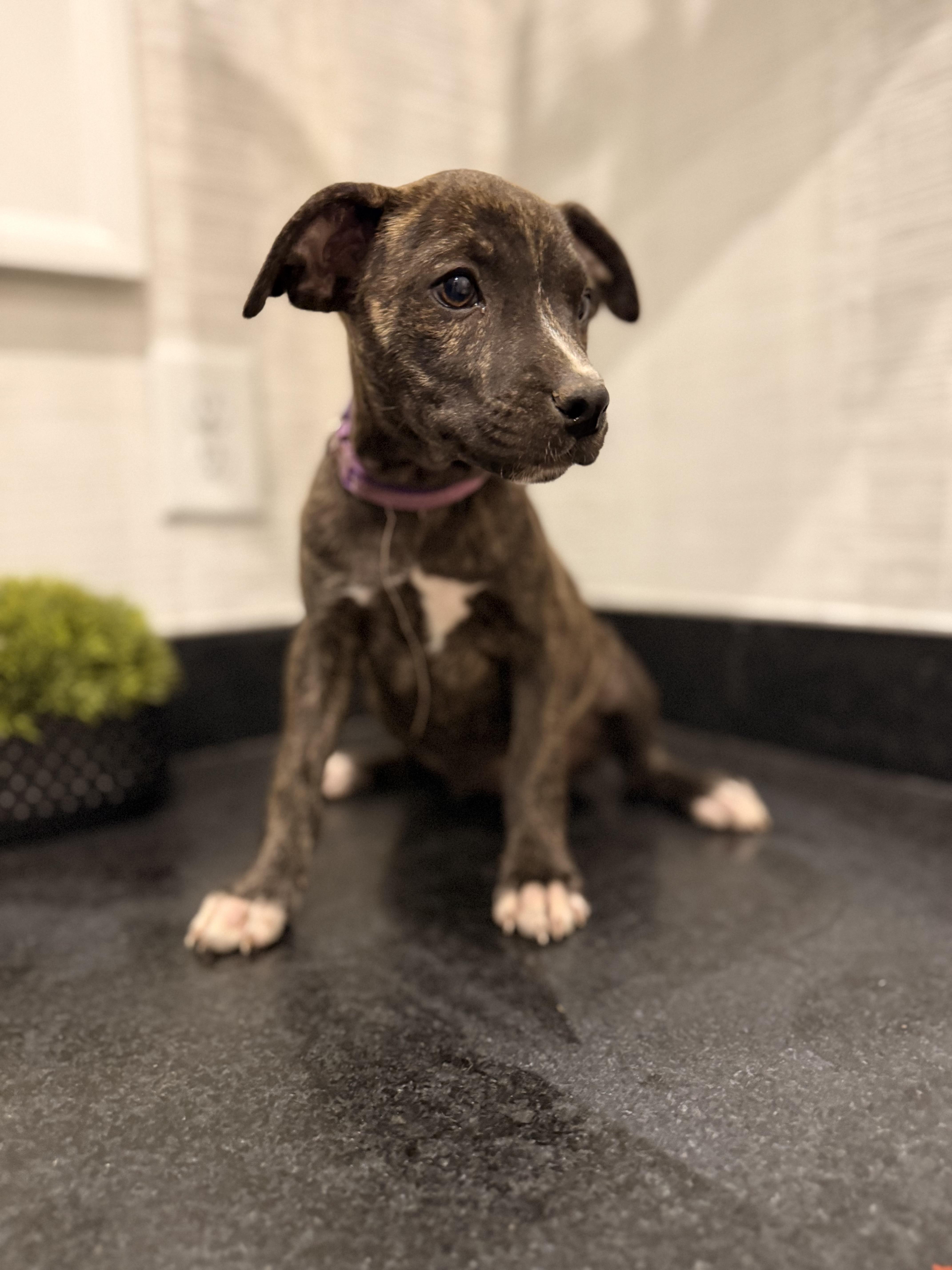 Mainie (McMinnville St. pup), an adoptable mixed breed in Mount Juliet, TN image 5/6