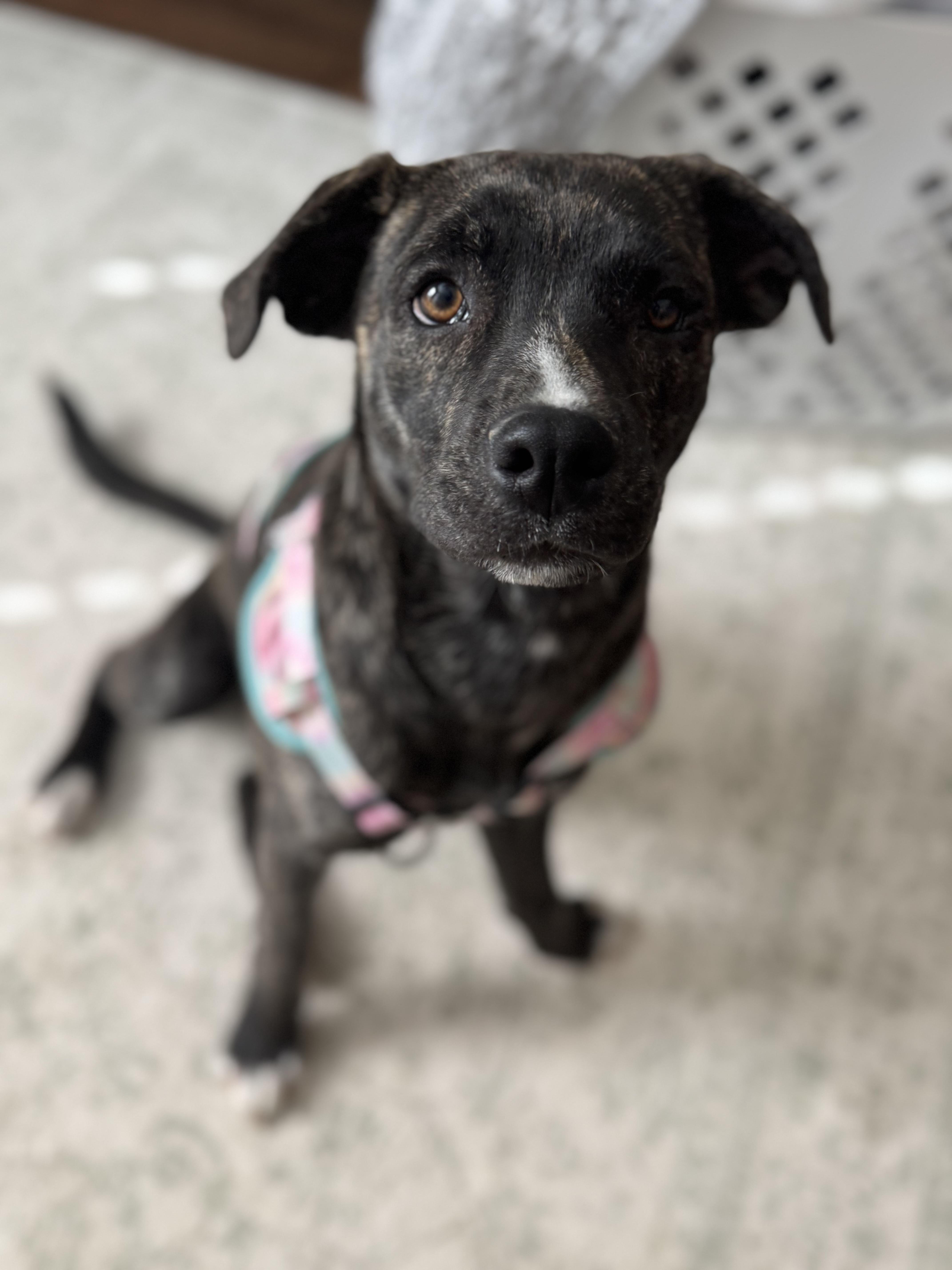 Mainie (McMinnville St. pup), adoptable, Puppy Female Plott Hound & Mountain Cur.
