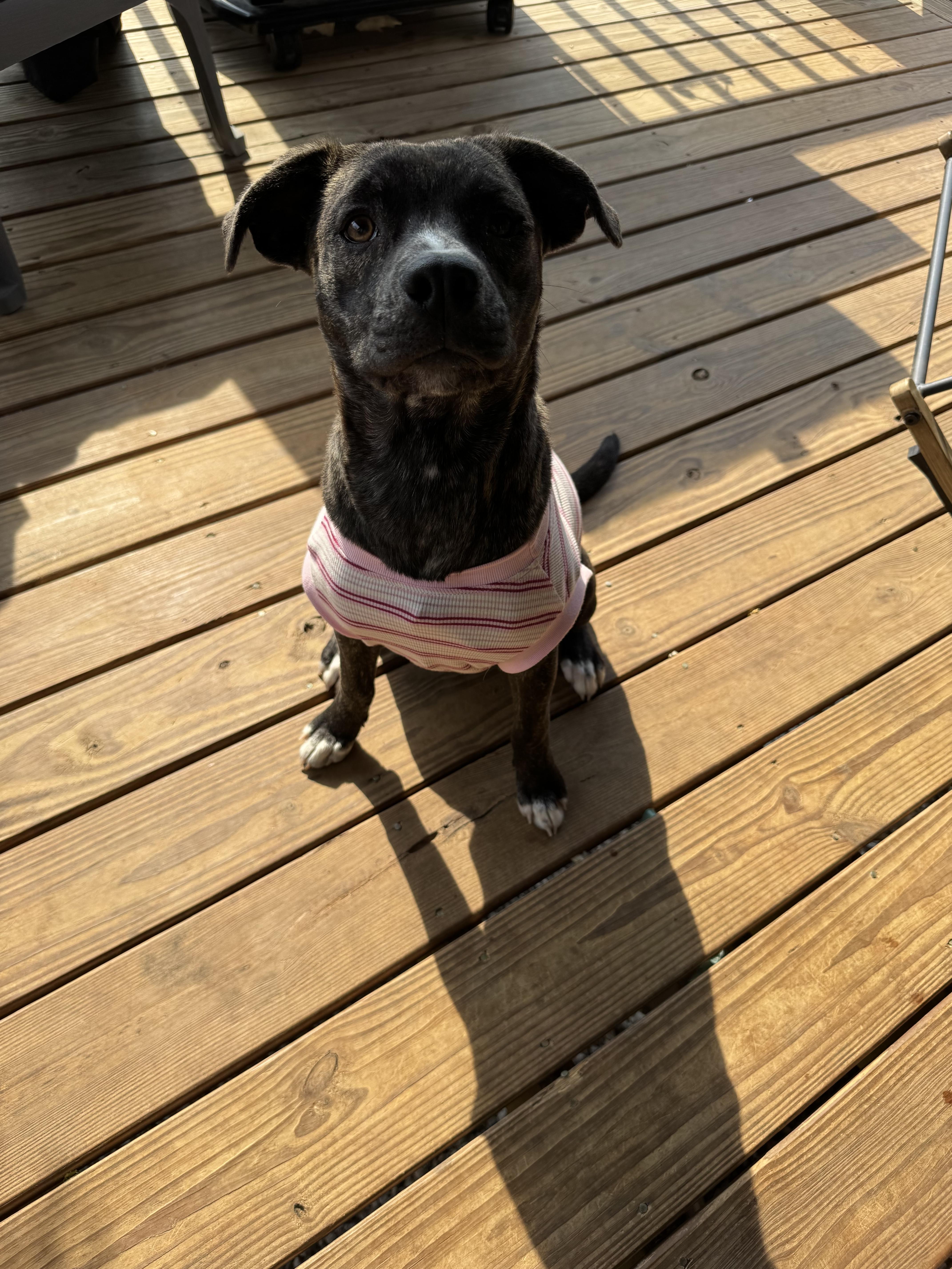 Mainie (McMinnville St. pup), an adoptable mixed breed in Mount Juliet, TN image 6/6