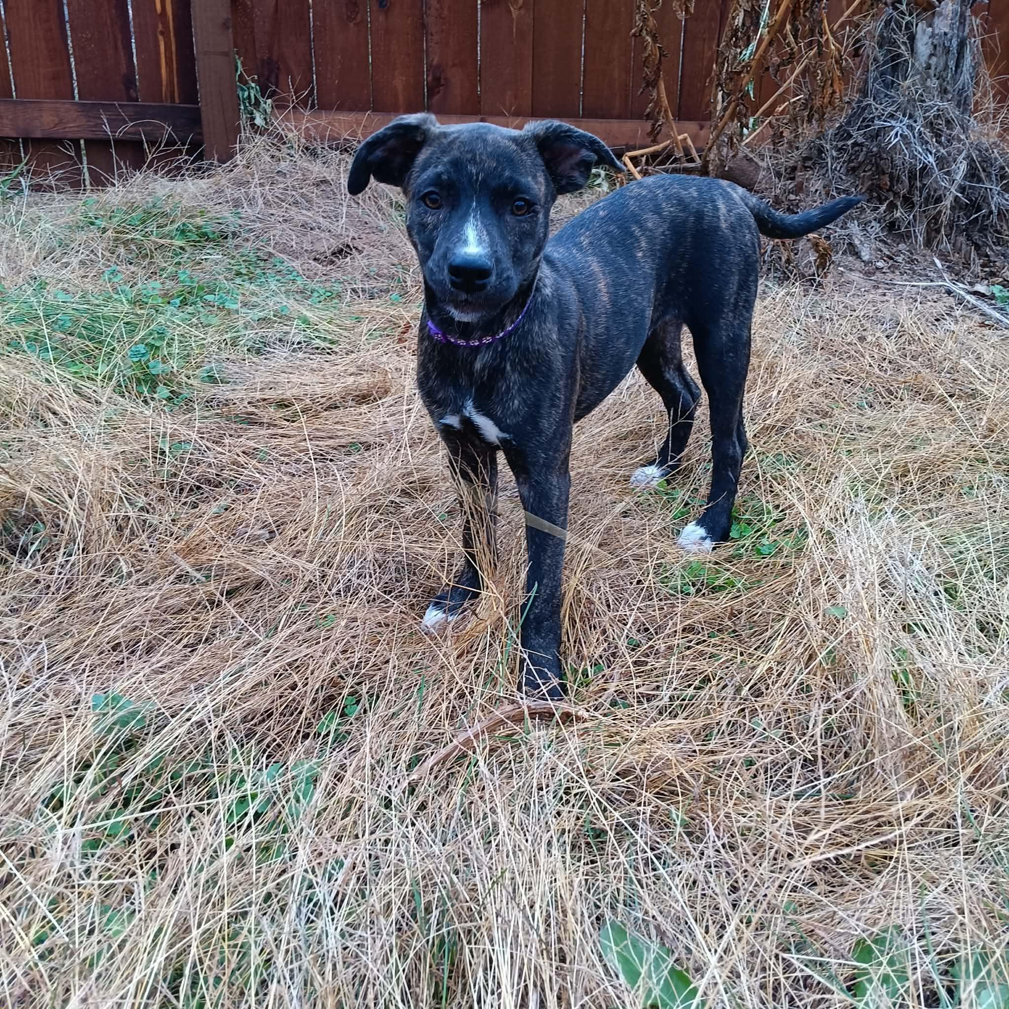 Mainie (McMinnville St. pup)