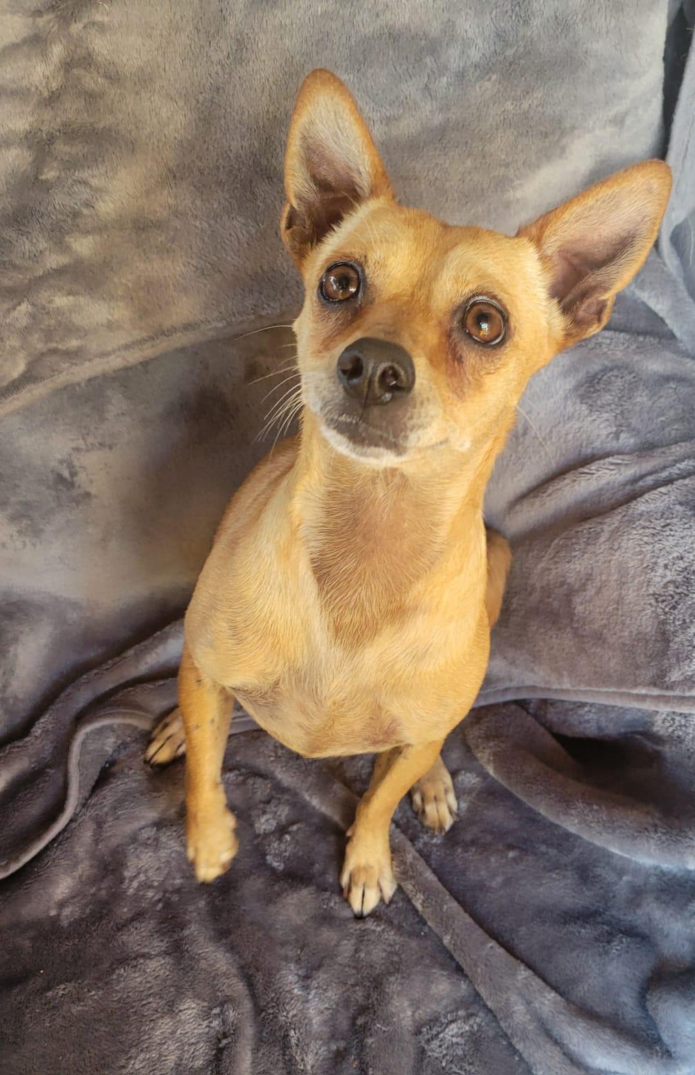 Zuri, a ADOPTABLE mixed breed in Sherwood, OR image 3/3