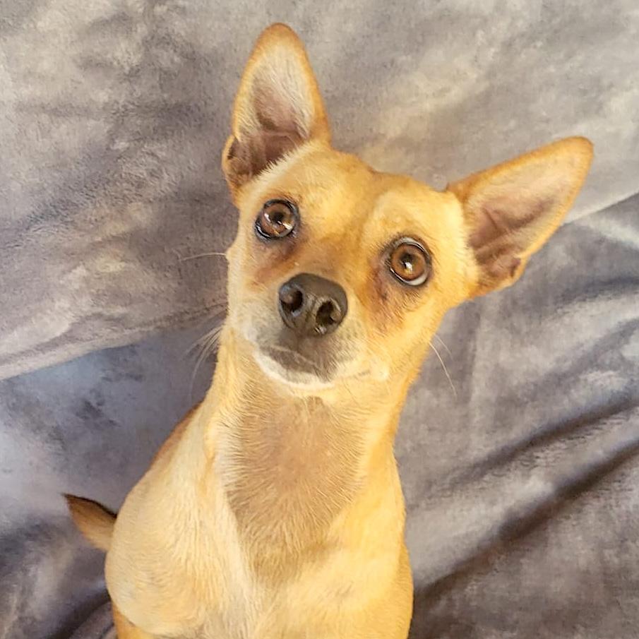 Zuri, ADOPTABLE, Young Female Chihuahua.