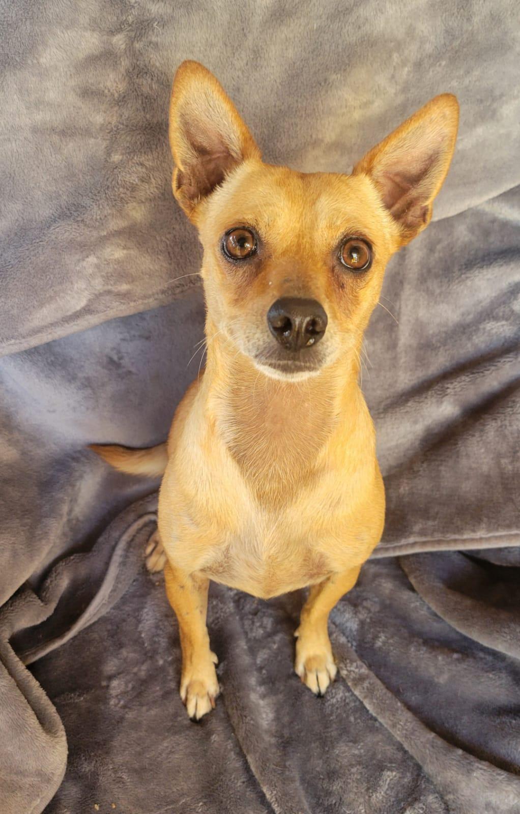 Zuri, a ADOPTABLE mixed breed in Sherwood, OR image 2/3