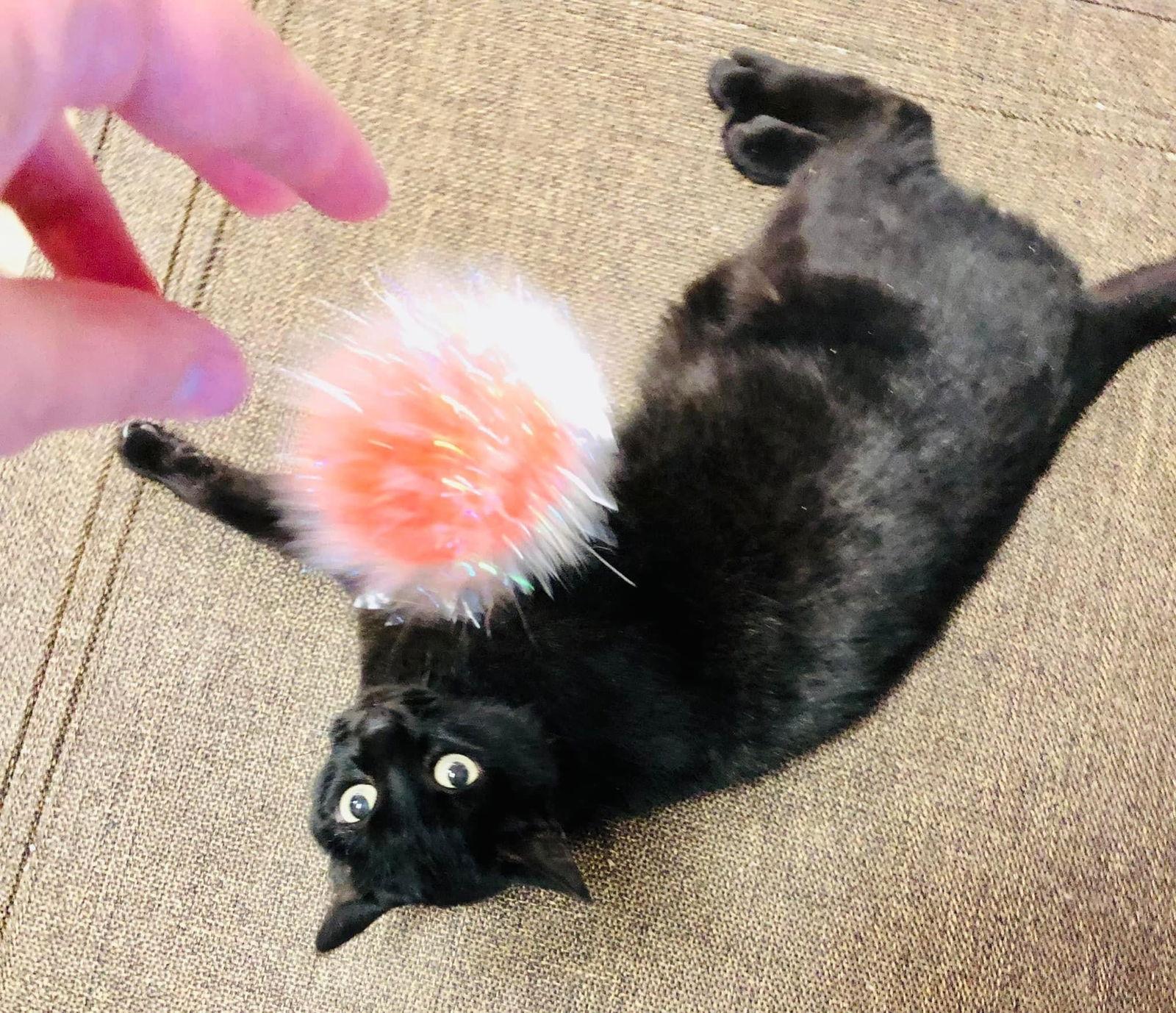 Purrcie, a Adoptable Domestic Short Hair in Eureka, MO image 2/6