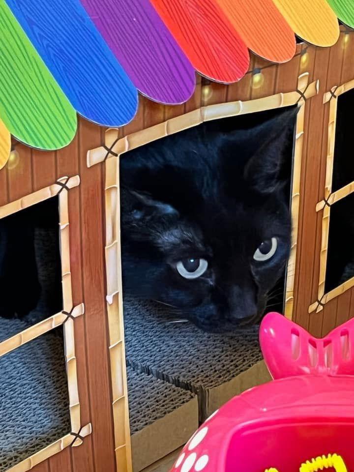 Purrcie, a Adoptable Domestic Short Hair in Eureka, MO image 3/3