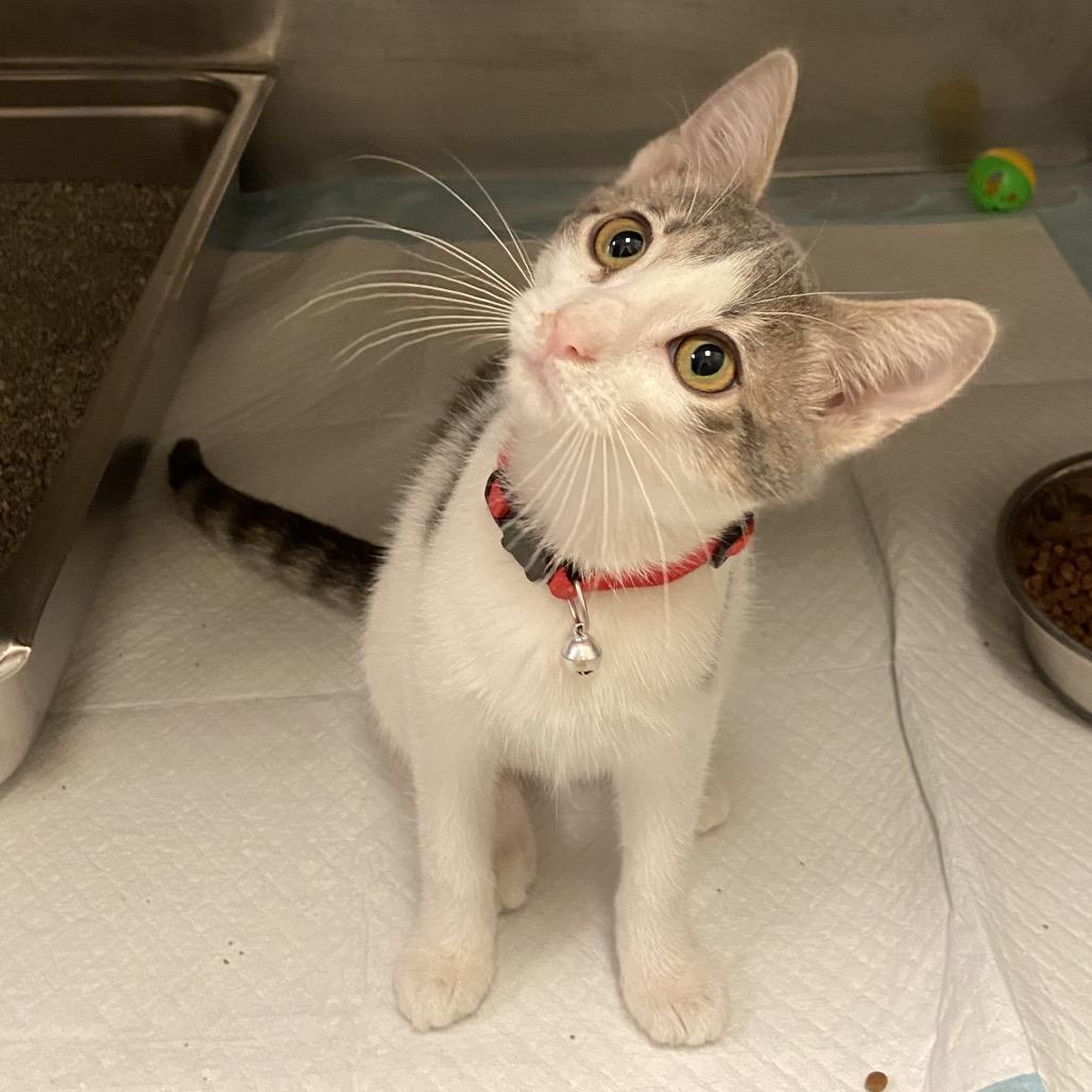 Lady, Adoptable, Kitten Female Domestic Short Hair.