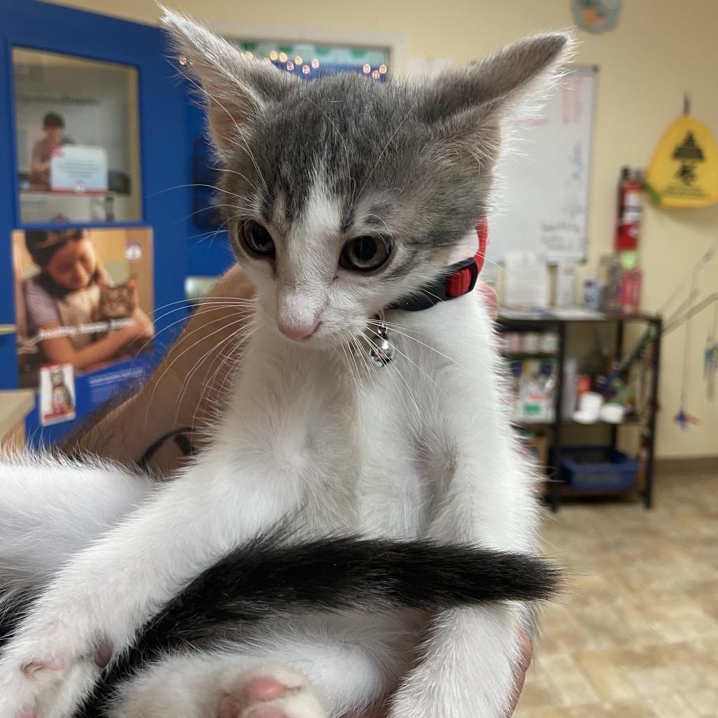 Lady, a Adoptable Domestic Short Hair in Monroe, LA image 2/2
