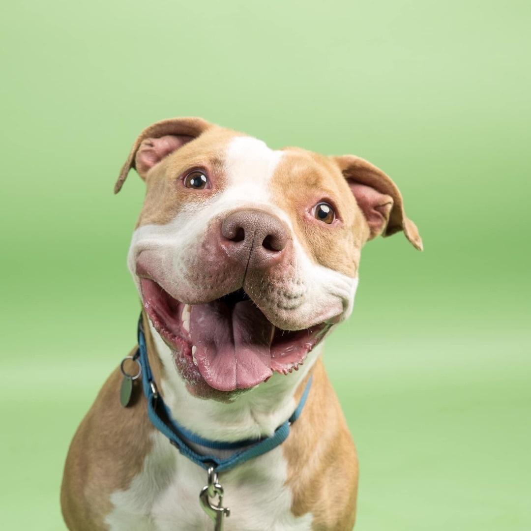 Jackson, Adult Male Pit Bull Terrier