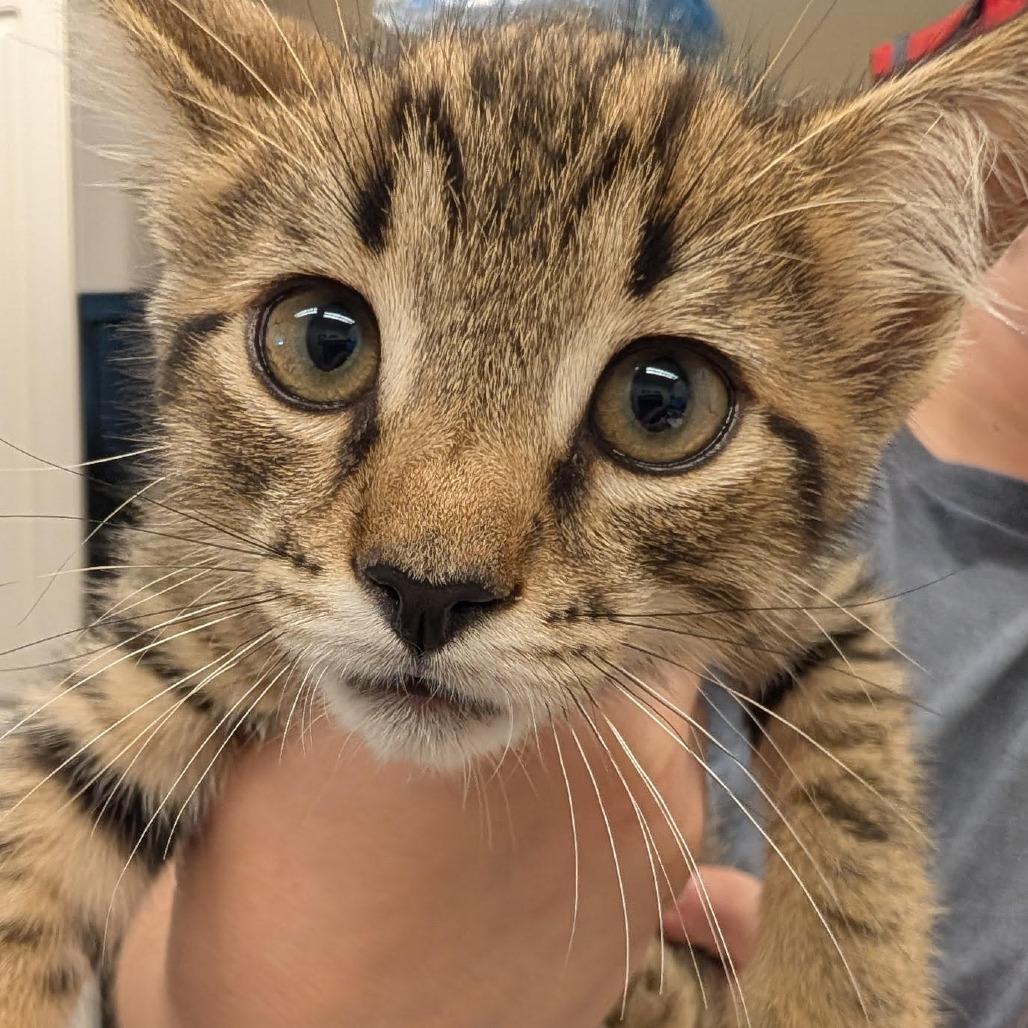 Enlarge Lucky, a Adoptable Domestic Short Hair in Lake Panasoffkee, FL image 1/1
