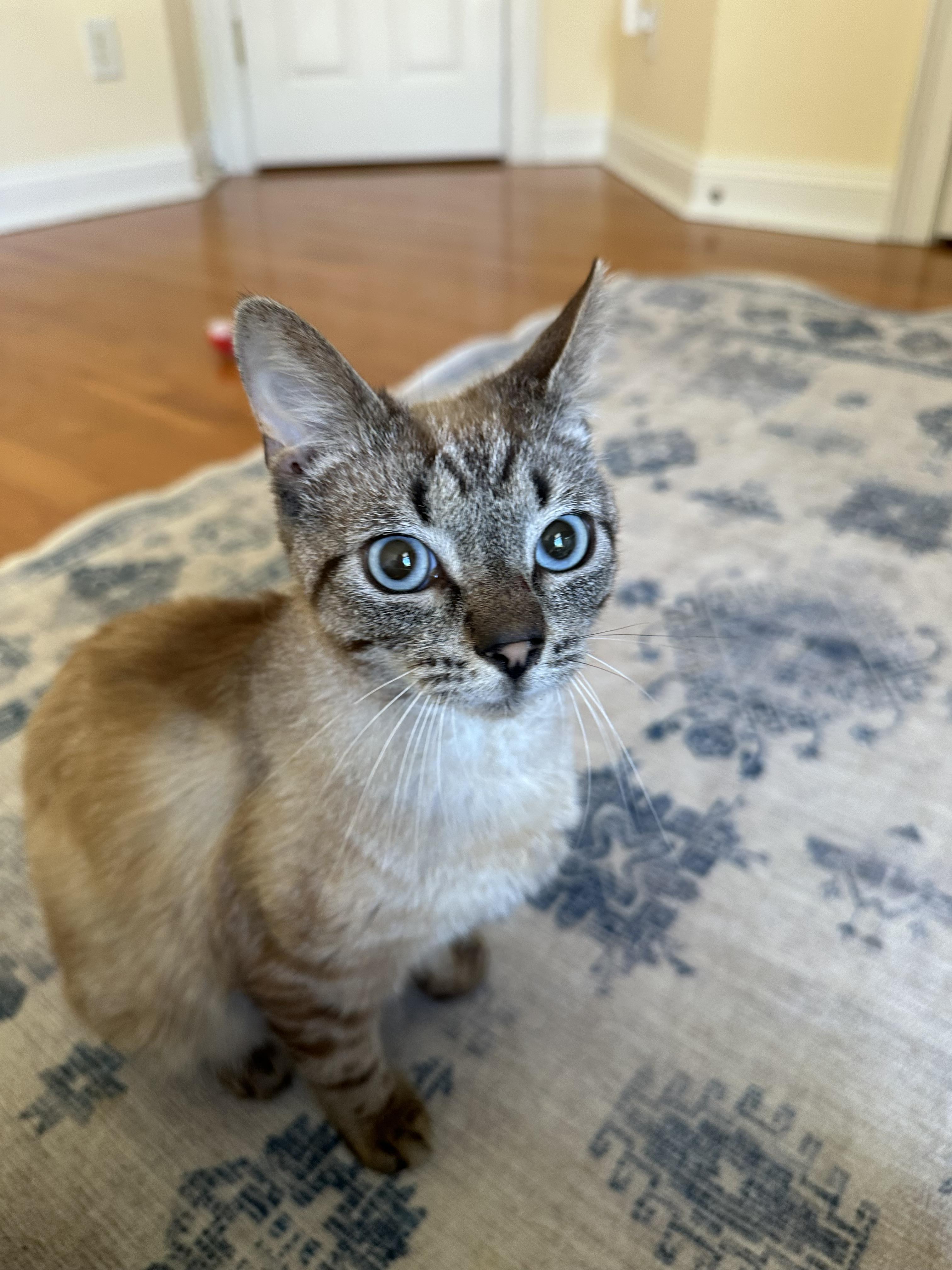 Niko, Adoptable, Young Male Siamese.