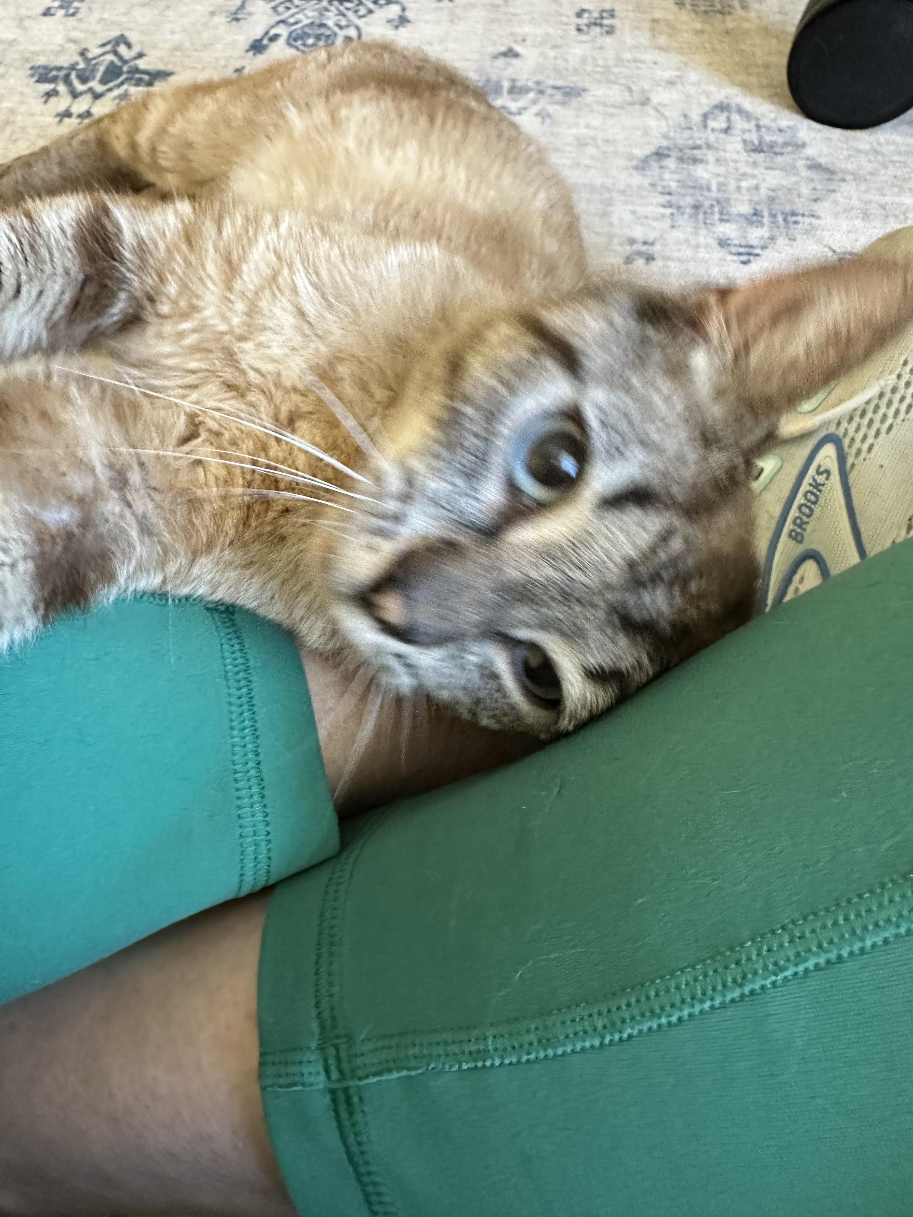 Enlarge Niko, a Adoptable mixed breed in Davidson, NC image 2/2