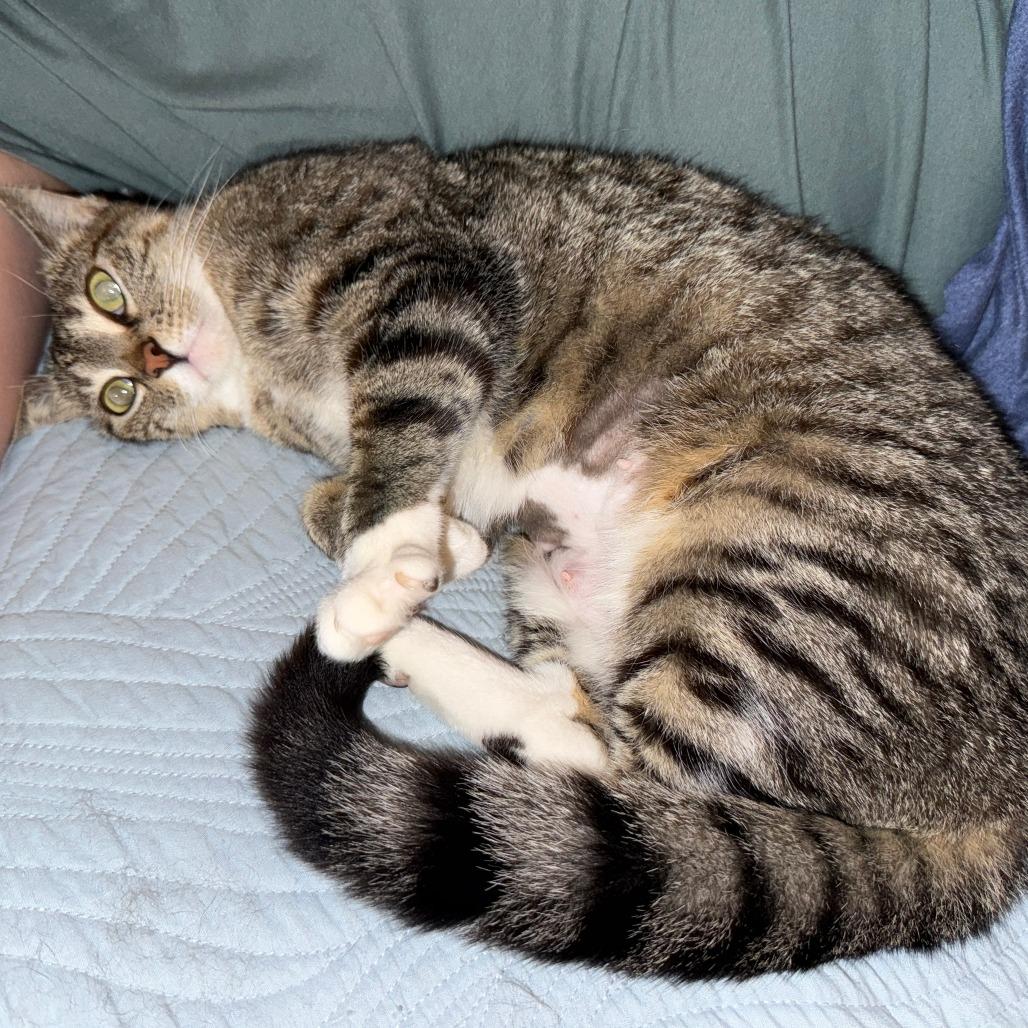 Enlarge Tulip, a Adoptable Domestic Short Hair in Fort Worth, TX image 2/4