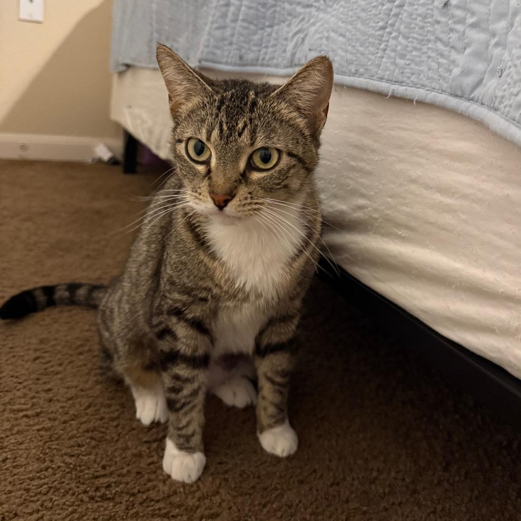 Enlarge Tulip, a Adoptable Domestic Short Hair in Fort Worth, TX image 3/4