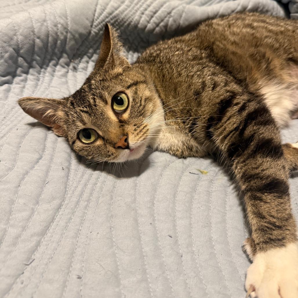 Enlarge Tulip, a Adoptable Domestic Short Hair in Fort Worth, TX image 4/4