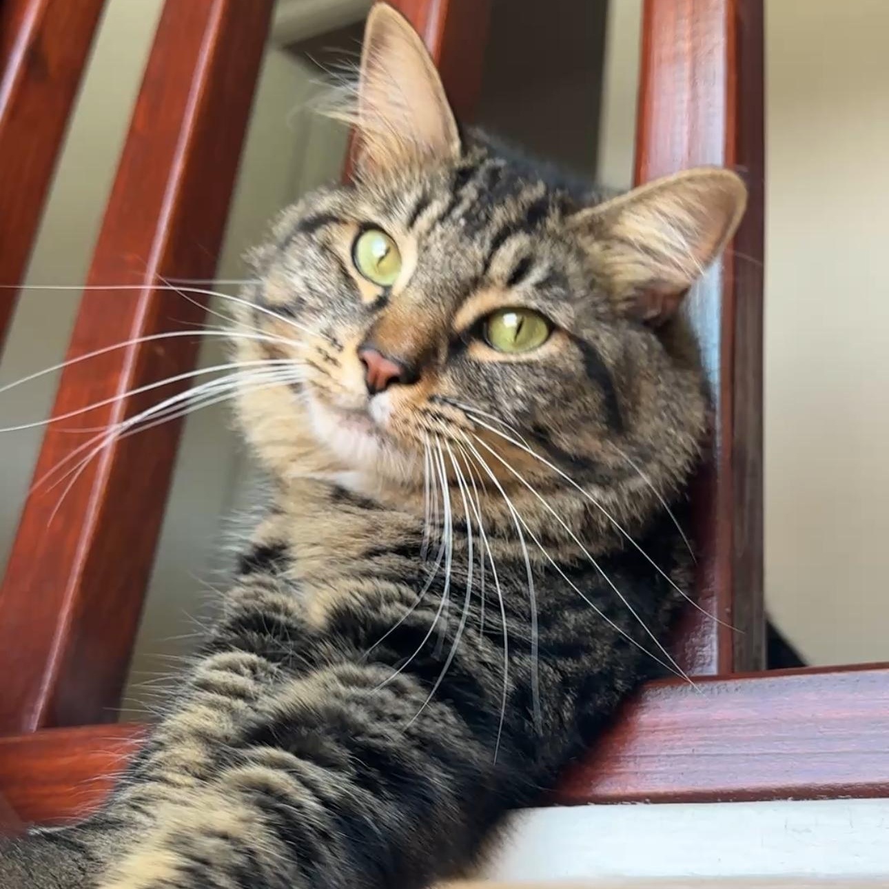 Lynxy , ADOPTABLE, Young Male Domestic Long Hair & Norwegian Forest Cat.