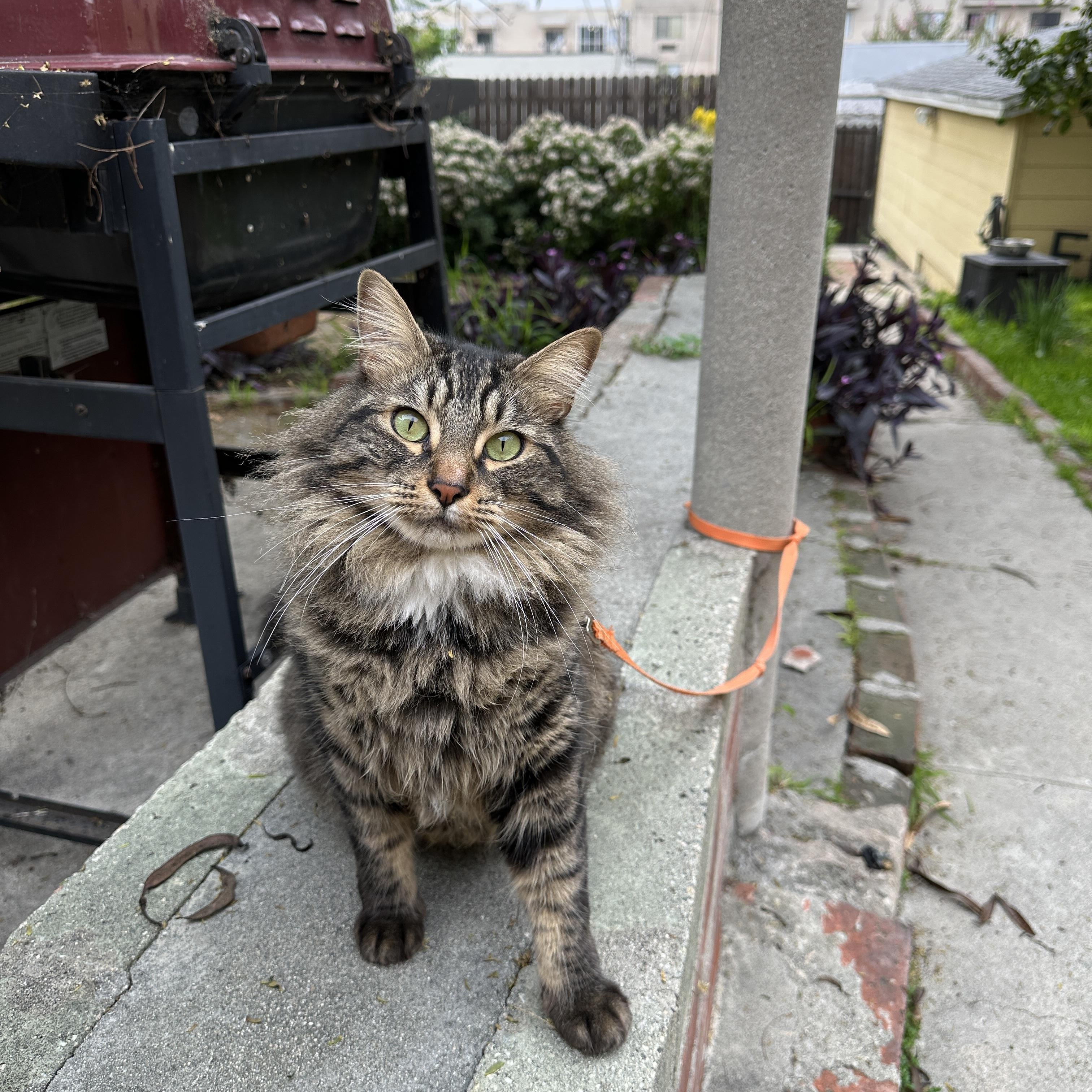 Lynxy , a ADOPTABLE mixed breed in Sherman Oaks, CA image 2/4