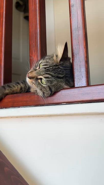 Enlarge Lynxy , a ADOPTABLE mixed breed in Sherman Oaks, CA video 4/4