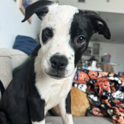 Sugar, ADOPTABLE, Young Female American Bulldog.