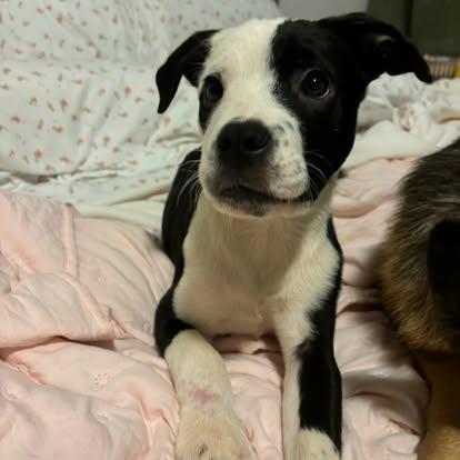 Enlarge Sugar, a ADOPTABLE mixed breed in Miami, FL image 2/3