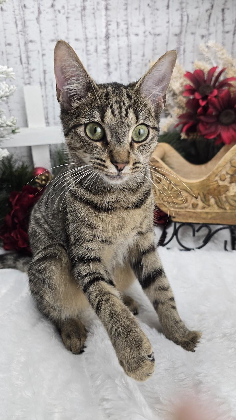 Enlarge Leo (Adoption Pending), a Adoptable Domestic Short Hair in Ocean Springs, MS image 3/6