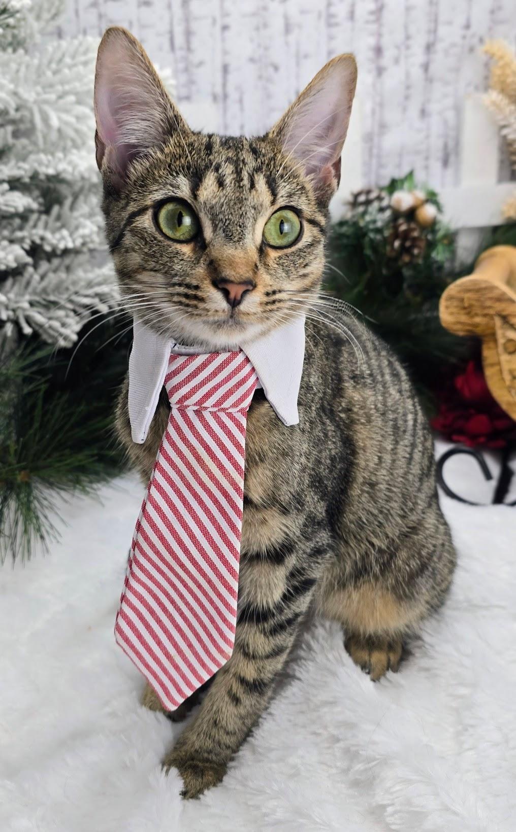 Enlarge Leo (Adoption Pending), a Adoptable Domestic Short Hair in Ocean Springs, MS image 4/6