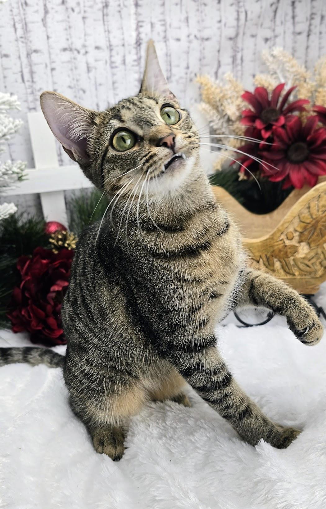 Enlarge Leo (Adoption Pending), a Adoptable Domestic Short Hair in Ocean Springs, MS image 6/6