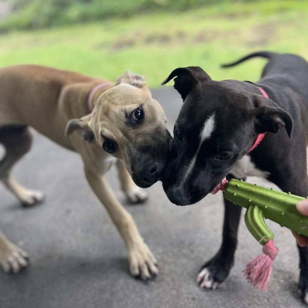 Enlarge Wilson, a Adoptable Mixed Breed in Keaau, HI image 1/6