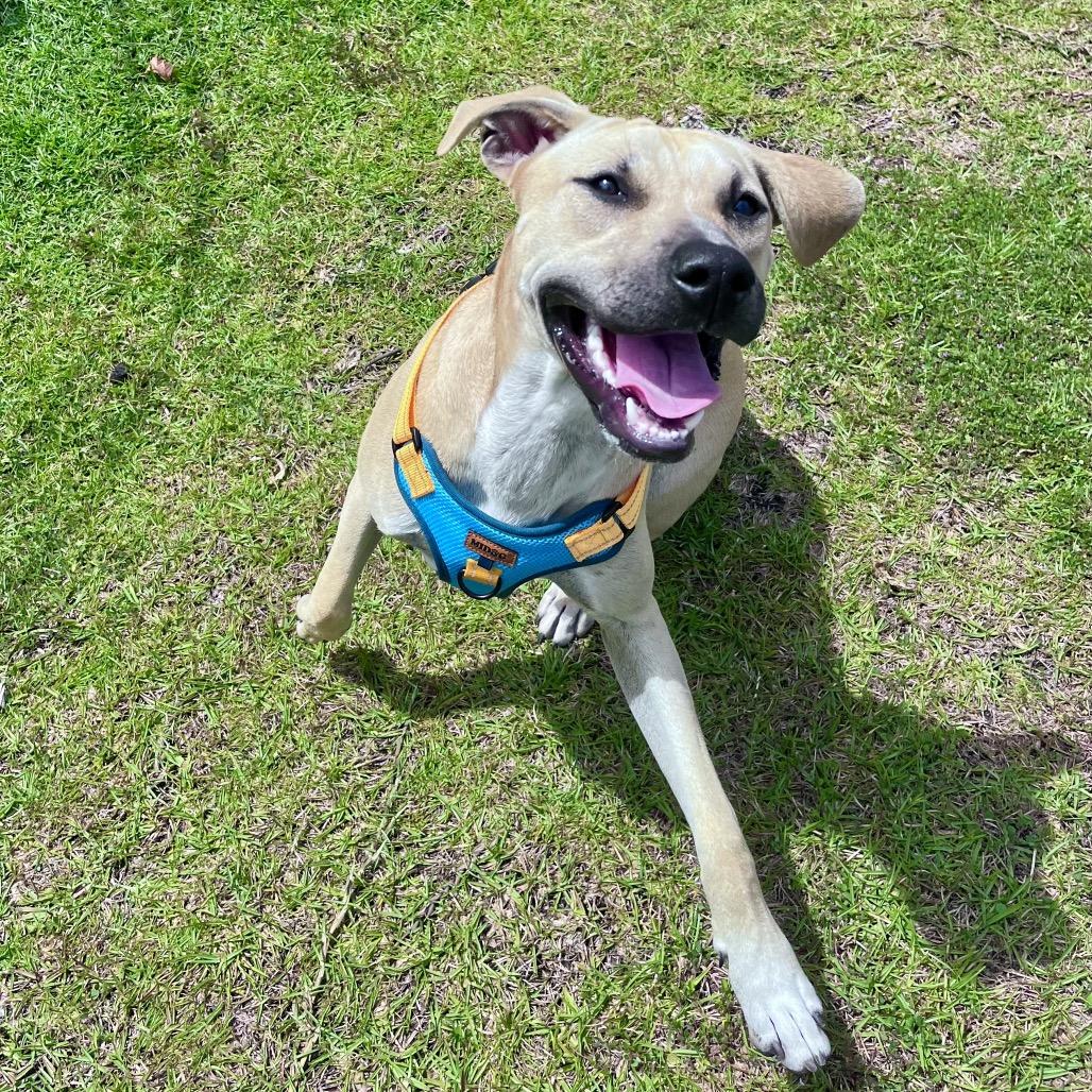 Enlarge Wilson, a Adoptable Mixed Breed in Keaau, HI image 2/6