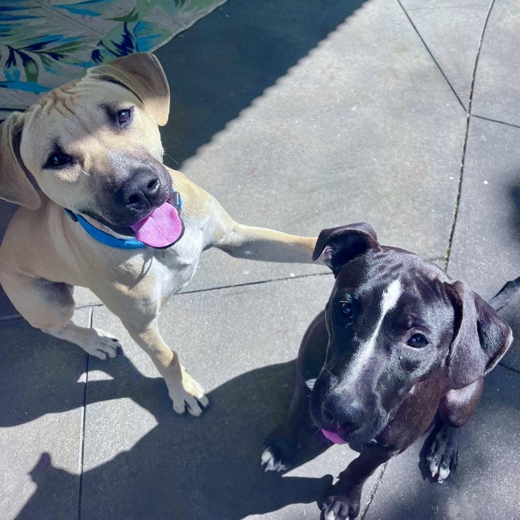 Enlarge Wilson, a Adoptable Mixed Breed in Keaau, HI image 3/6