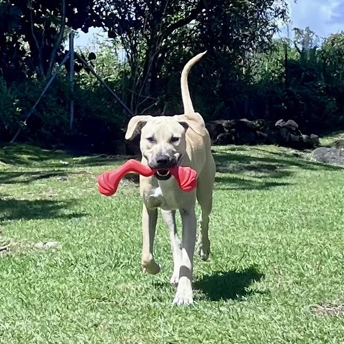 Enlarge Wilson, a Adoptable Mixed Breed in Keaau, HI image 4/6