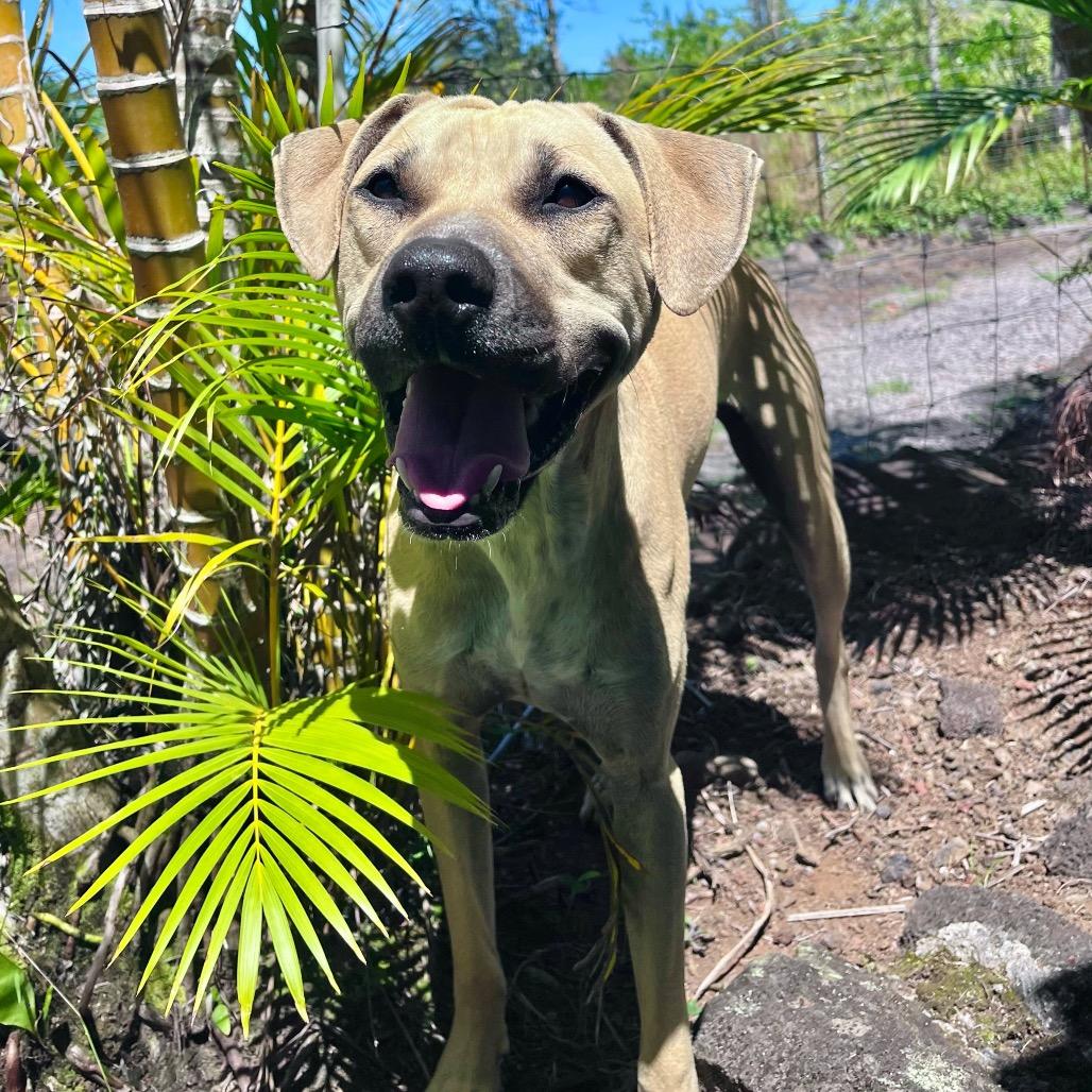Enlarge Wilson, a Adoptable Mixed Breed in Keaau, HI image 5/6