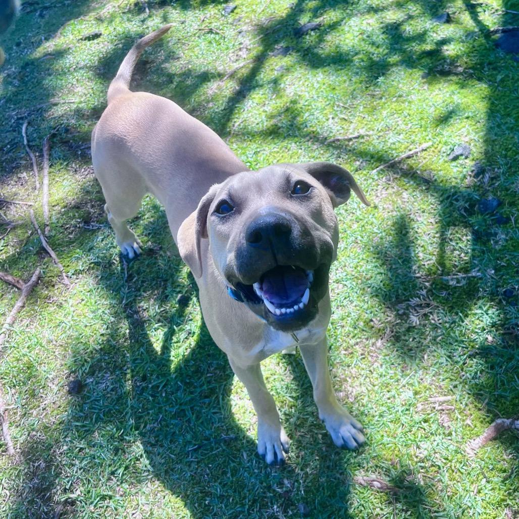Enlarge Wilson, a Adoptable Mixed Breed in Keaau, HI image 6/6