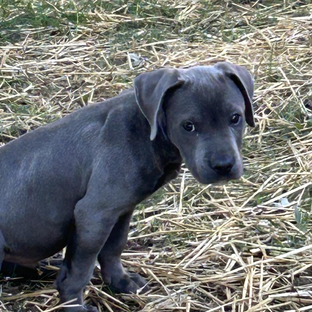 Enlarge Reuben, a Adopted mixed breed in Overland Park, KS image 2/4