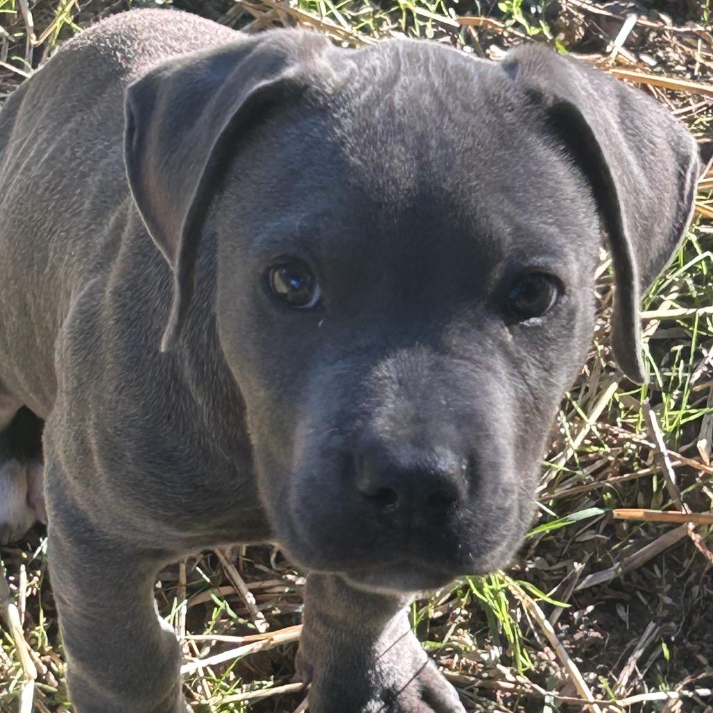 Enlarge Reuben, a Adopted mixed breed in Overland Park, KS image 3/4