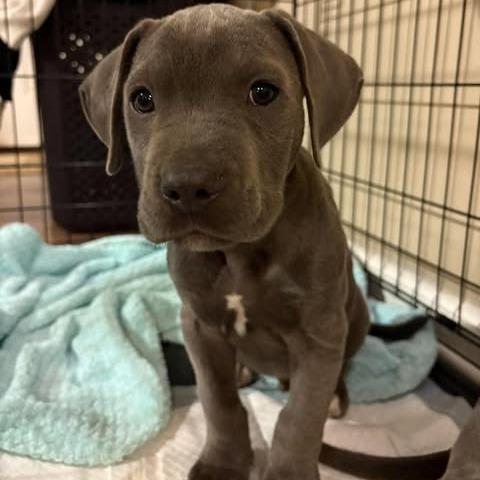 Enlarge Reuben, a Adopted mixed breed in Overland Park, KS image 4/4